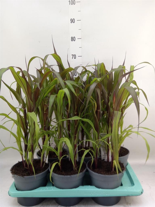 <h4>Pennisetum glauc. 'Purple Baron'</h4>