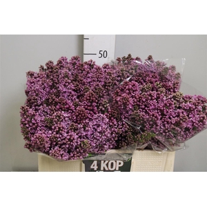 Syr V Dark Koster 4+