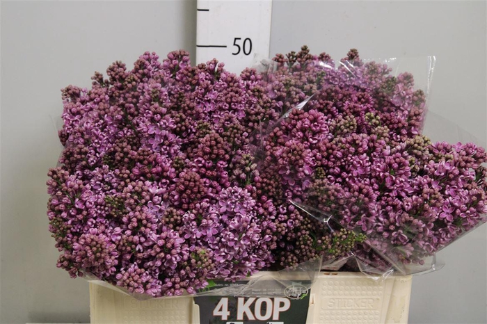 <h4>Syr V Dark Koster 4+</h4>