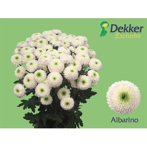 Chr T Albarino