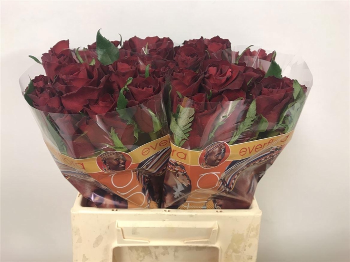 <h4>R GR EVER RED</h4>