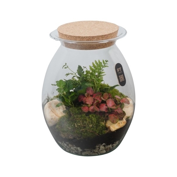 <h4>PTTER8142 Arrangement terrarium in glazen terrarium</h4>