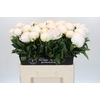 Paeonia Madame Claude Tain