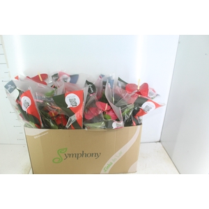 ANTHURIUM VARIADO P15