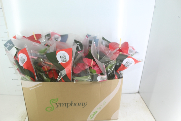 ANTHURIUM VARIADO P15