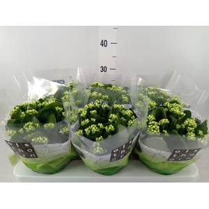 Kalanchoe blos. 'Calandiva Whites'