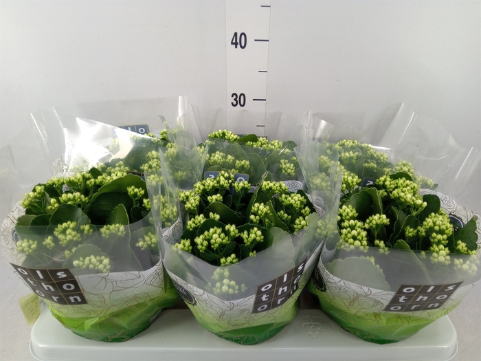<h4>Kalanchoe blos. 'Calandiva Whites'</h4>