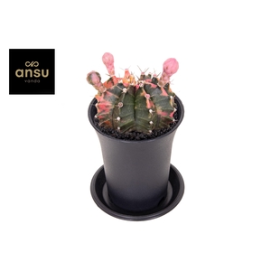Gymno Cactus 'Variegated' BLOEIEND