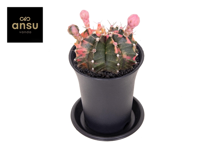 <h4>Gymno Cactus 'Variegated' BLOEIEND</h4>