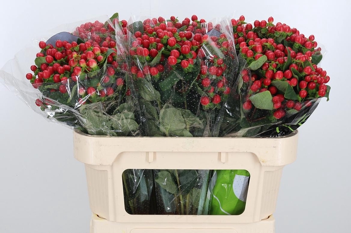 <h4>Hyp Tomato Flair</h4>