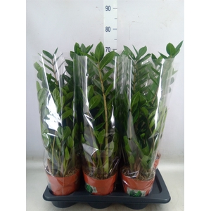 Zamioculcas zamiifolia