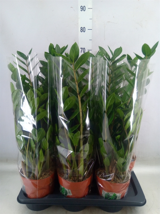 <h4>Zamioculcas zamiifolia</h4>