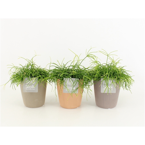 <h4>Rhipsalis Cassutha in Ruby Keramiek</h4>