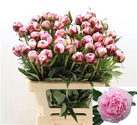 <h4>Paeo L Sara Bernhard</h4>