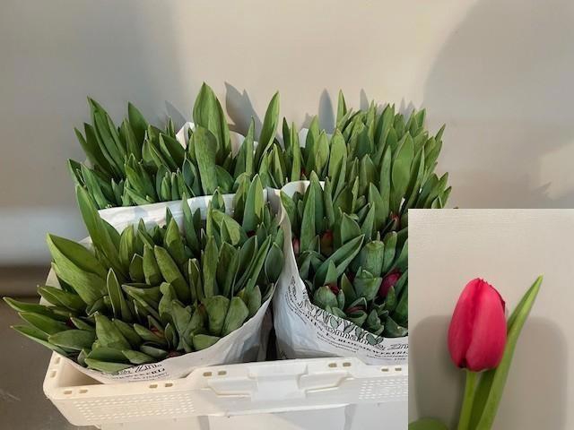 <h4>TU EN ILE DE FRANCE</h4>