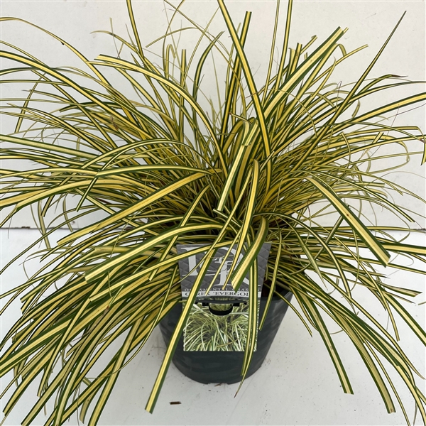 Graminées Carex 'Evergold'