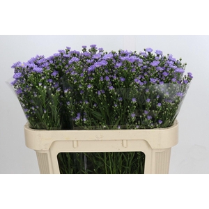 ASTER CASSANDRA ASTER CASSANDRA,30