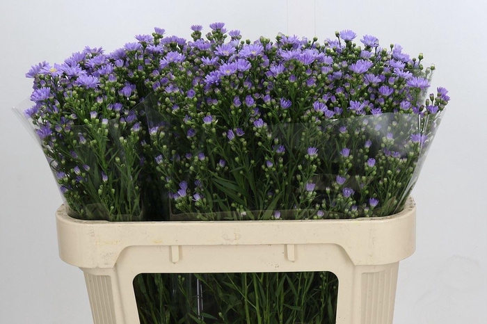 <h4>ASTER CASSANDRA ASTER CASSANDRA,30</h4>