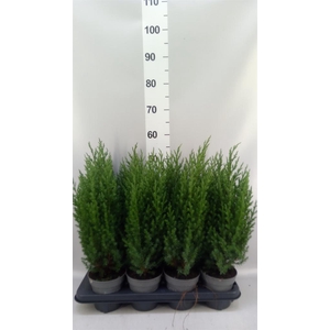 Juniperus chinensis 'Stricta'