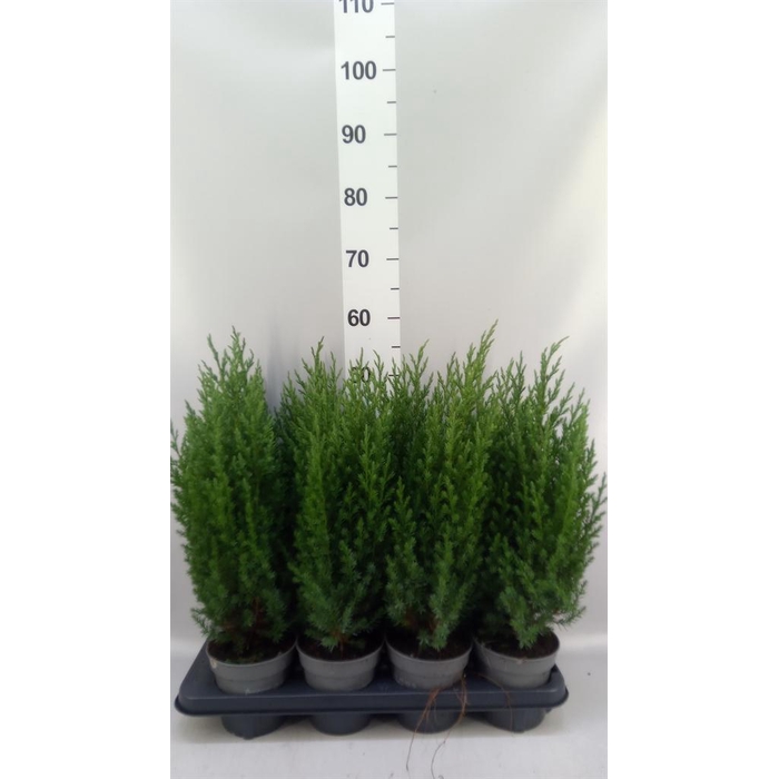 <h4>Juniperus chinensis 'Stricta'</h4>