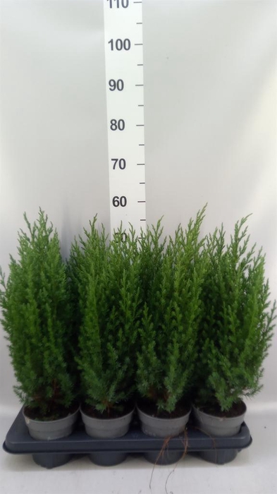 Juniperus chinensis 'Stricta'