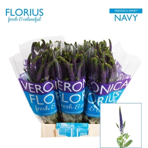 VERON SMART NAVY