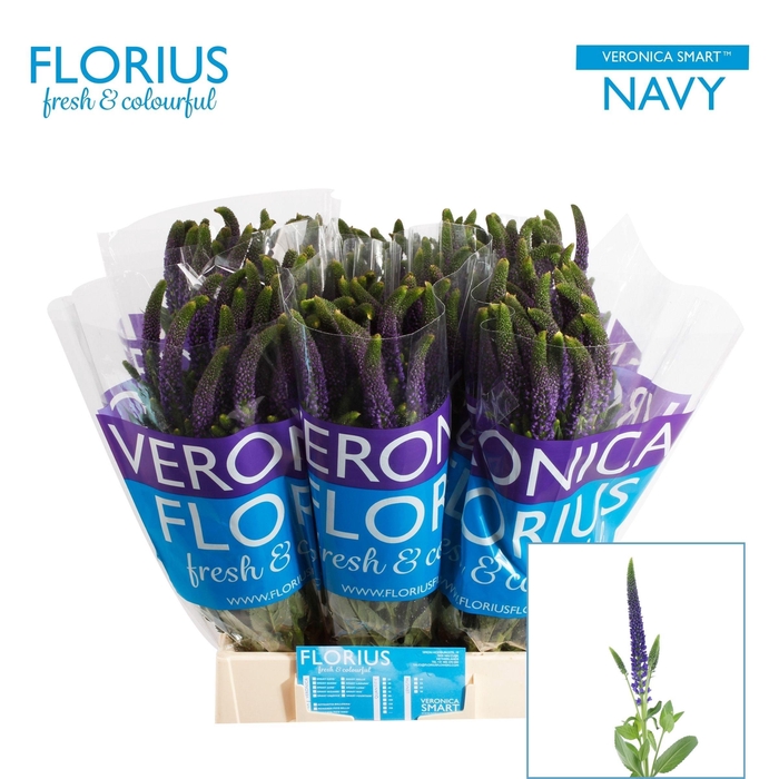 <h4>VERON SMART NAVY</h4>