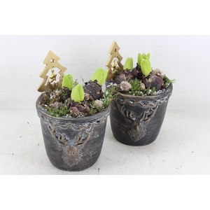 arr4 Hyacint JS - Ker. pot black hert