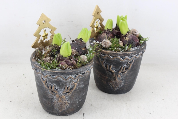 <h4>arr4 Hyacint JS - Ker. pot black hert</h4>