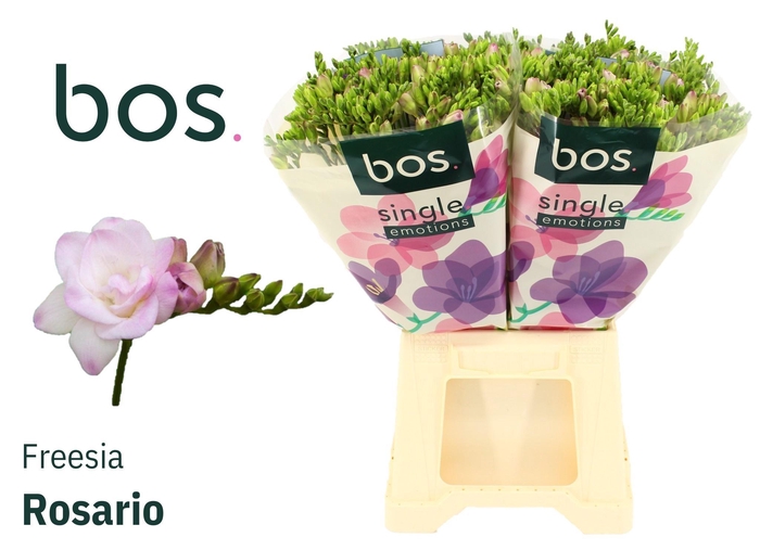 <h4>FR DU ROSARIO</h4>