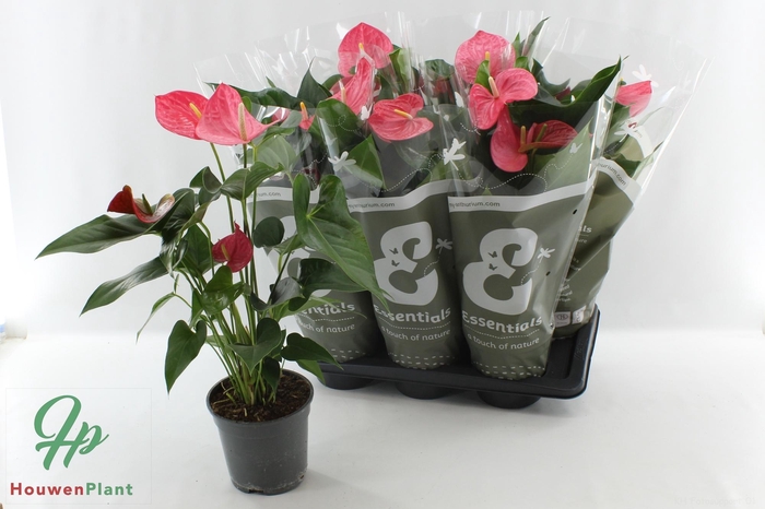 <h4>ANTHU AN MAINE</h4>