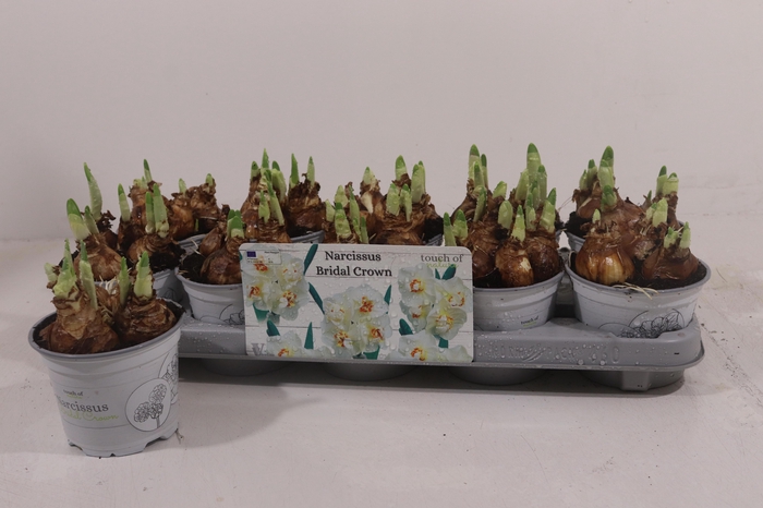 <h4>NARC D BRIDAL CROWN</h4>