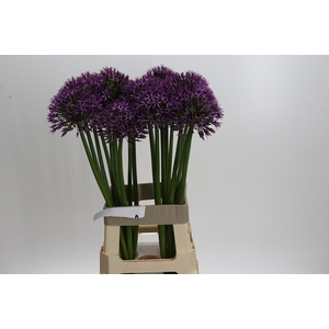 Allium Grootbloemig