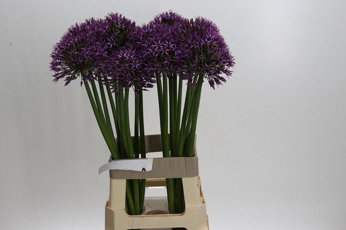 <h4>Allium Grootbloemig</h4>