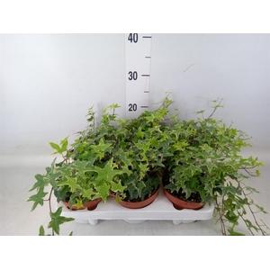 Hedera helix 'Mona Lisa'