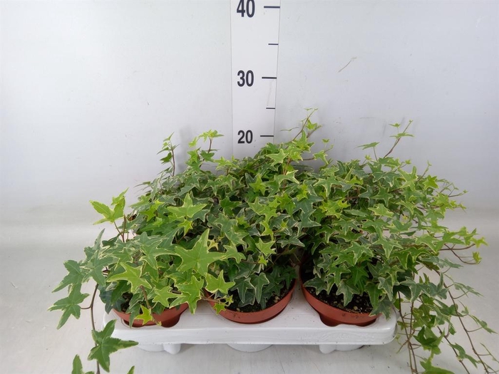 <h4>Hedera helix 'Mona Lisa'</h4>