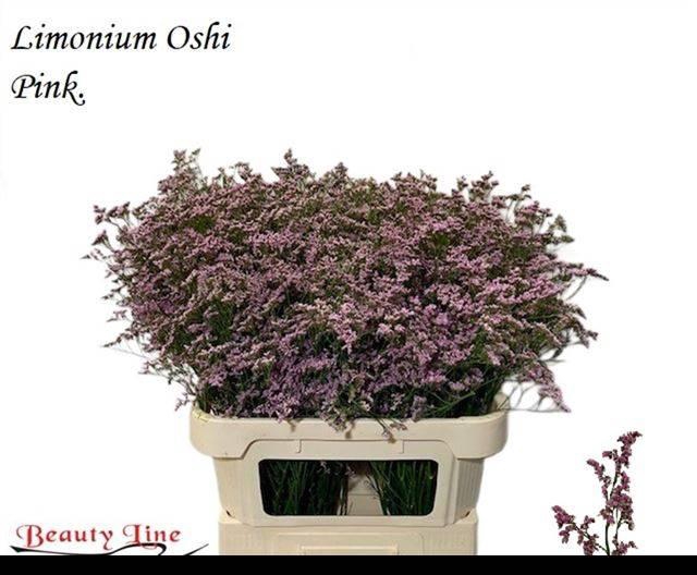 <h4>LIM SAF OSHI PINK</h4>