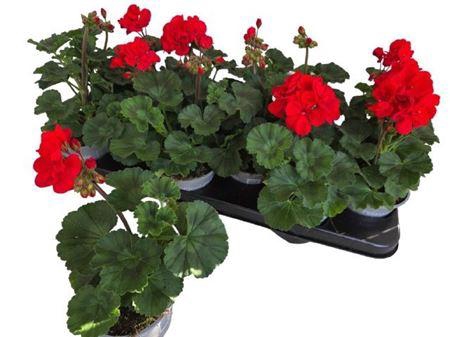 <h4>Pel Zon P Tan D Red</h4>