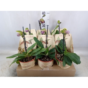 Paphiopedilum multiflower   ...mix