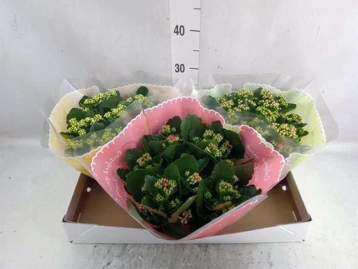 <h4>Kalanchoe blos.   ..rosebud mix  5</h4>