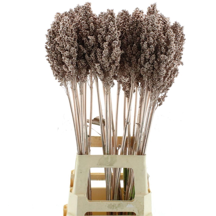 <h4>Sorghum Champagne</h4>