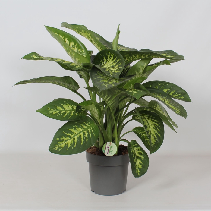<h4>Dieffenbachia seg. 'Reeva'</h4>