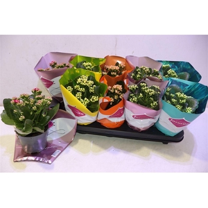 Kalanchoe Double Deluxe Mix