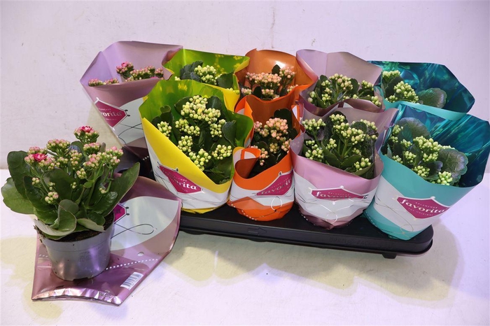 <h4>Kalanchoe Double Deluxe Mix</h4>