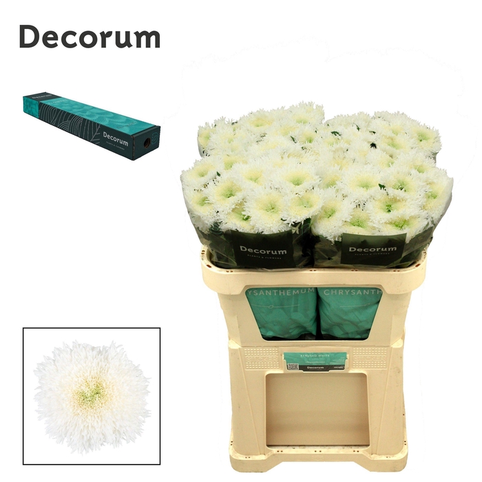 <h4>Chr G Etrusko White</h4>