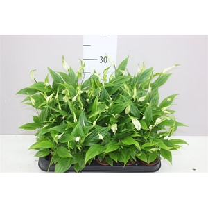 Spathiphyllum Chopin Mini