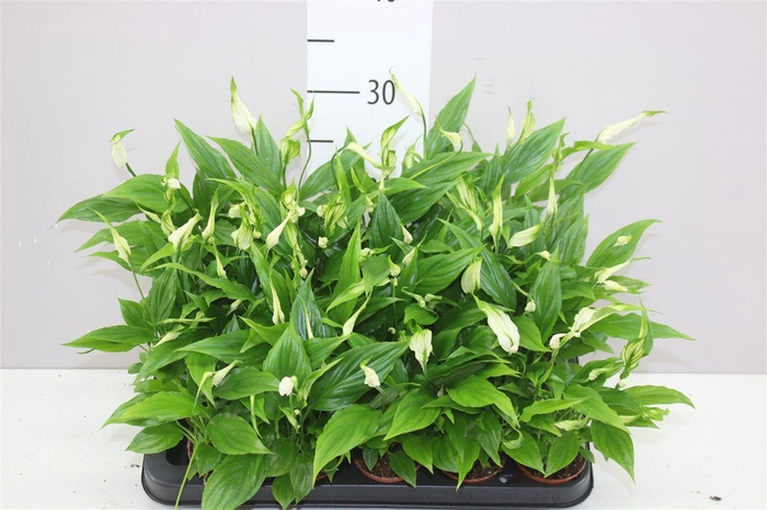 <h4>Spathiphyllum Chopin Mini</h4>