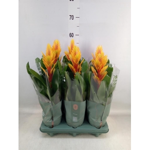 Vriesea  'Intenso Flame'