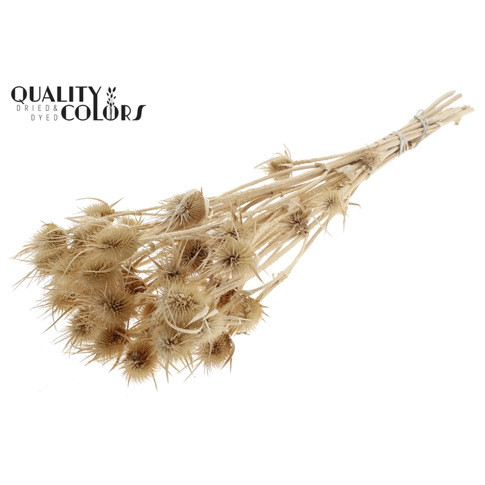 <h4>Cardi Distel Bleached 10pc/bunch 55cm Bleached</h4>