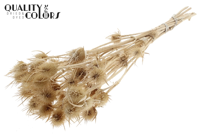 <h4>Cardi Distel Bleached 10pc/bunch 55cm Bleached</h4>